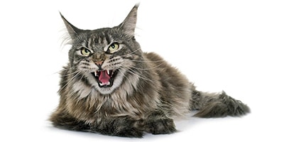Badass Cat Names