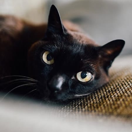 black cat staring