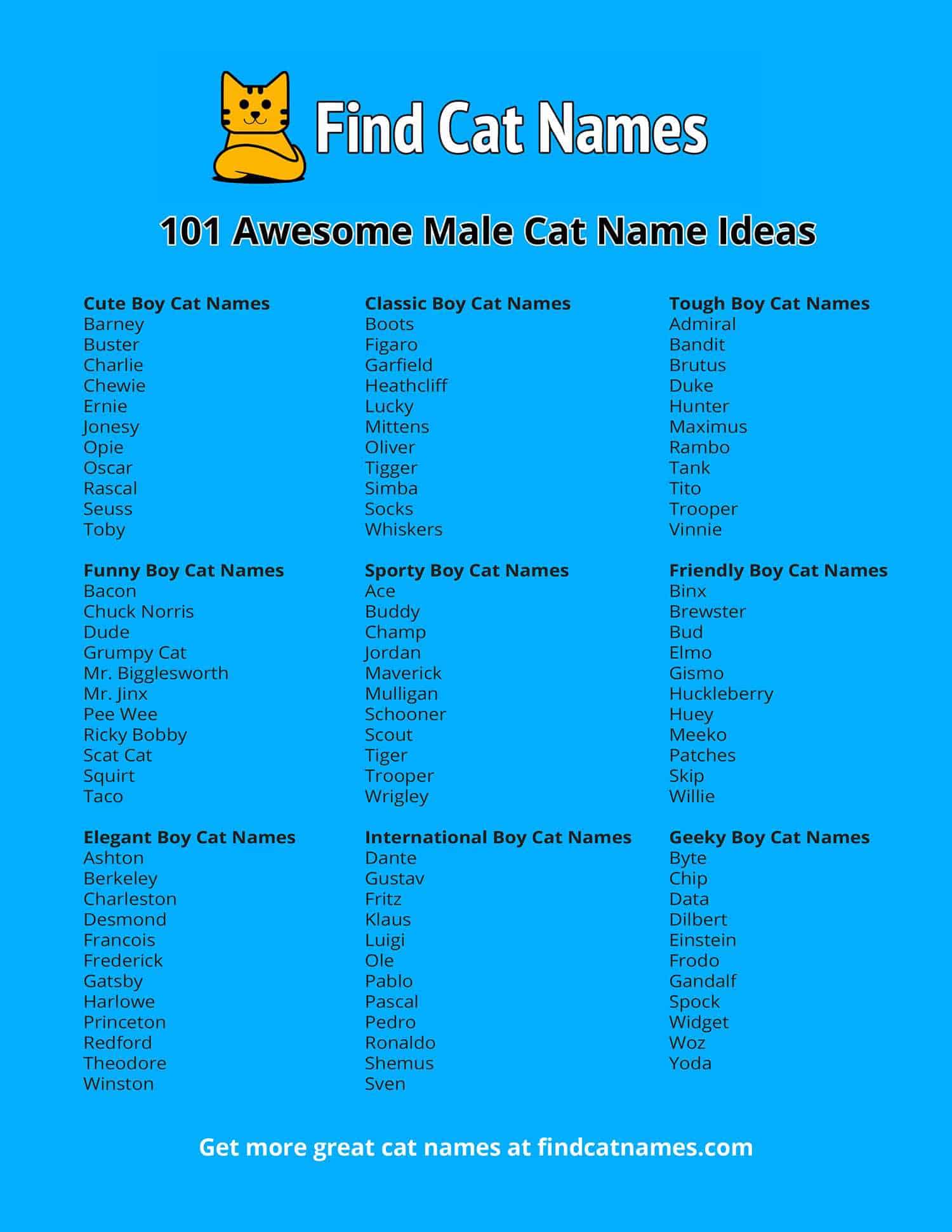 Boy Cat Names – 500+ Ideas for Male Kittens - Find Cat Names