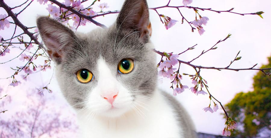 japanese cat with flowers