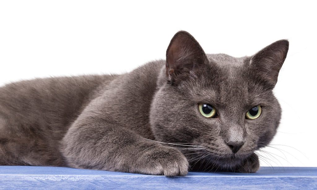 grey russian blue cat laying down