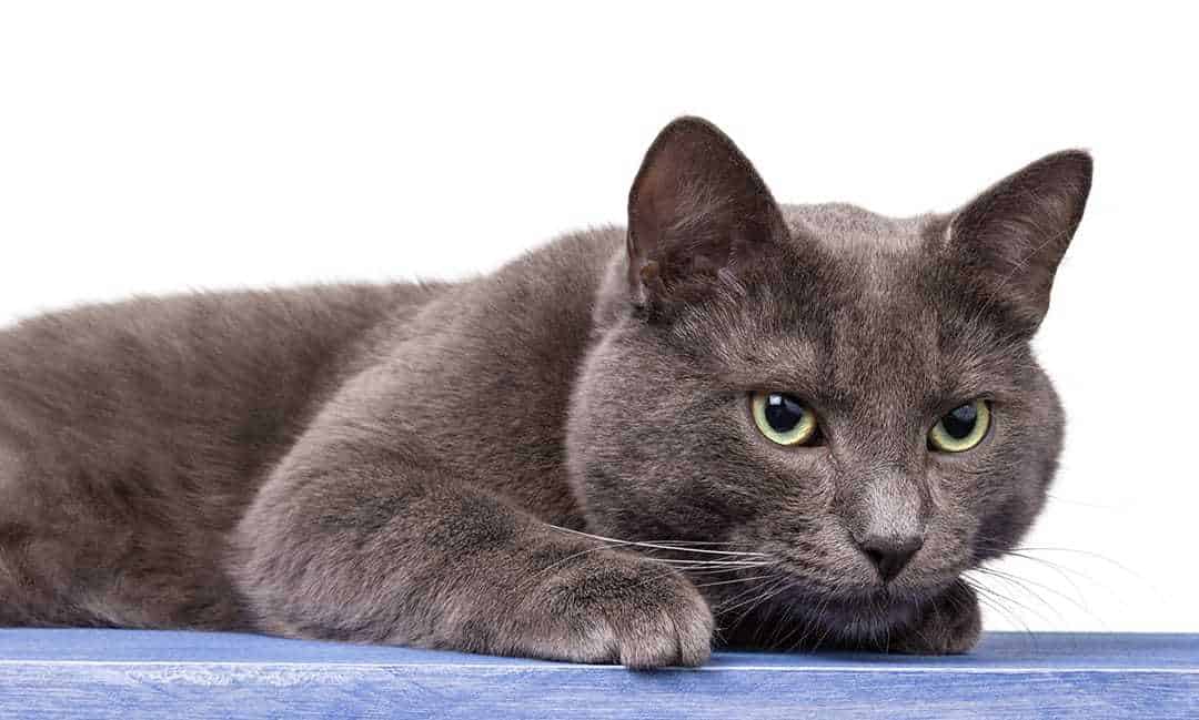 Russian grey cat breed