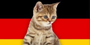 German cat names