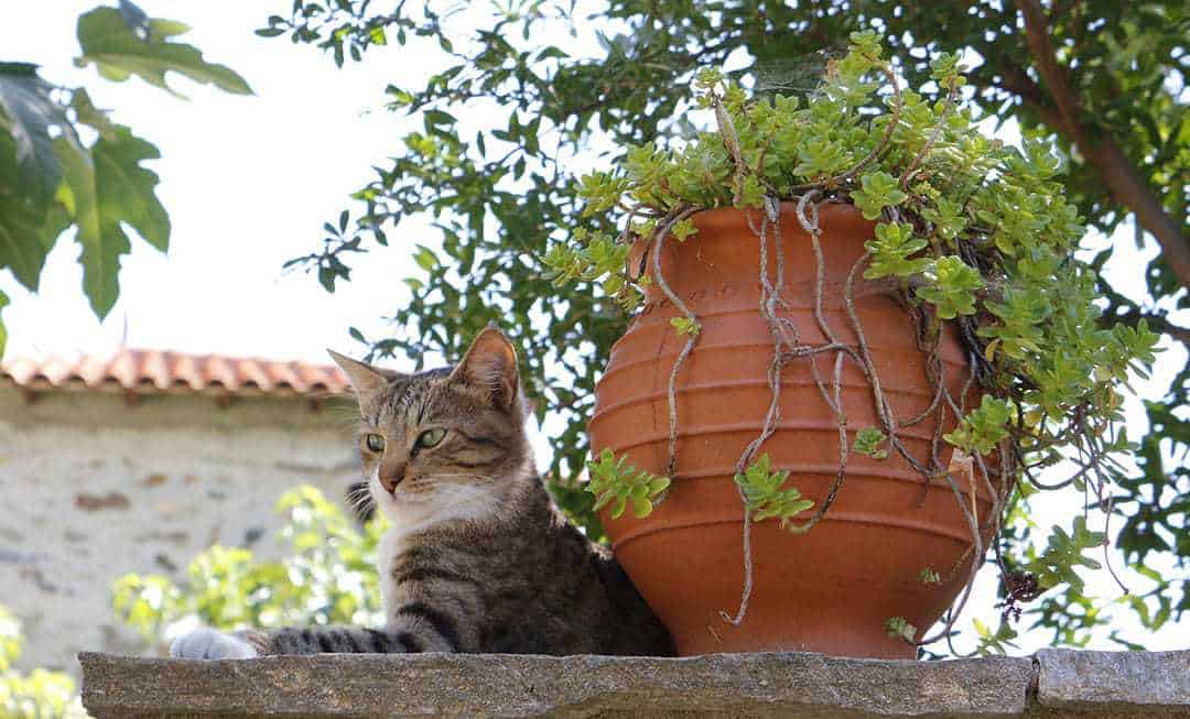 cat in Greece next to pottery