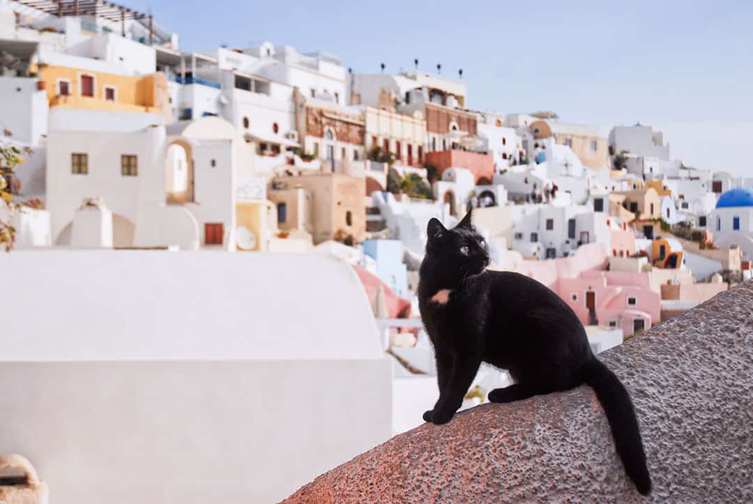 cat in Greek city
