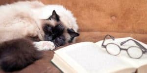 literary cat names with book