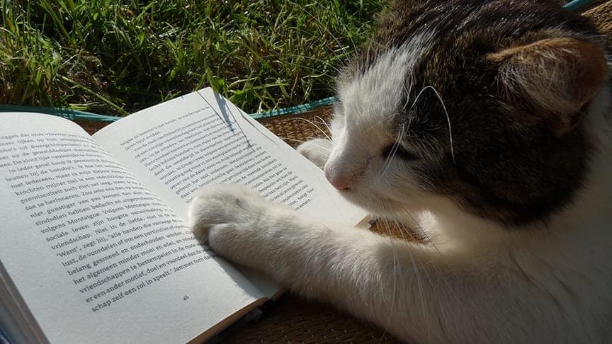 Literary Cat Names - 71 Fantastic & Creative Names