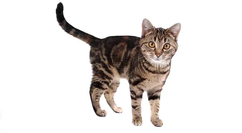 Tabby Cat Names