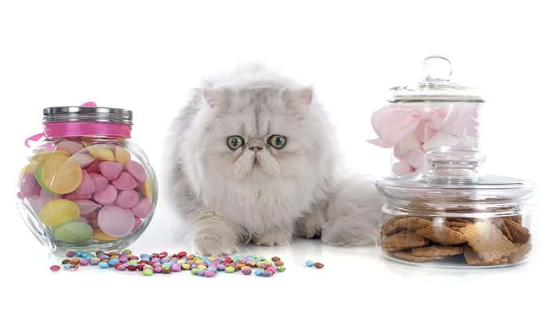 Cat with candy