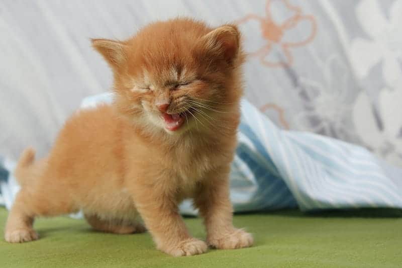Cute orange cat laughing 
