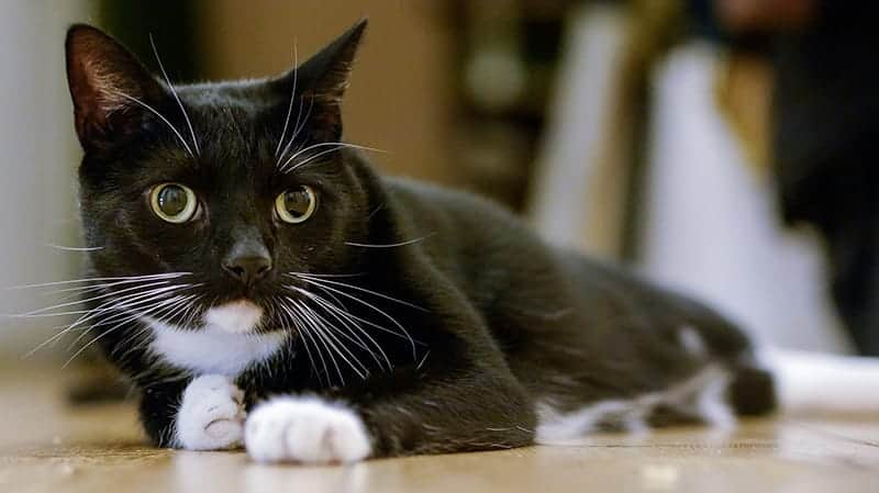 100+ Tuxedo Cat Names We Adore - Find Cat Names