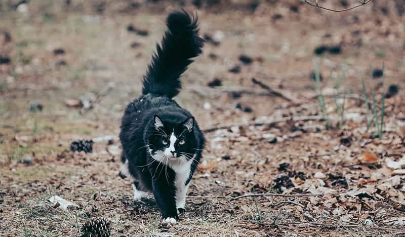 Tuxedo pattern cat walking outside