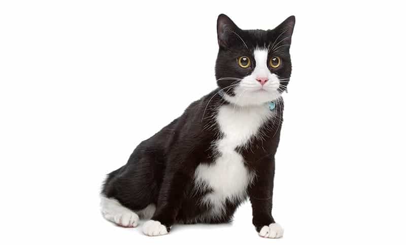 Tuxedo Cat Names