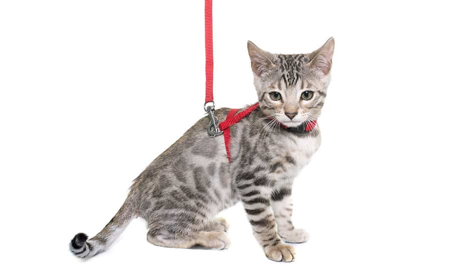cat on leash

