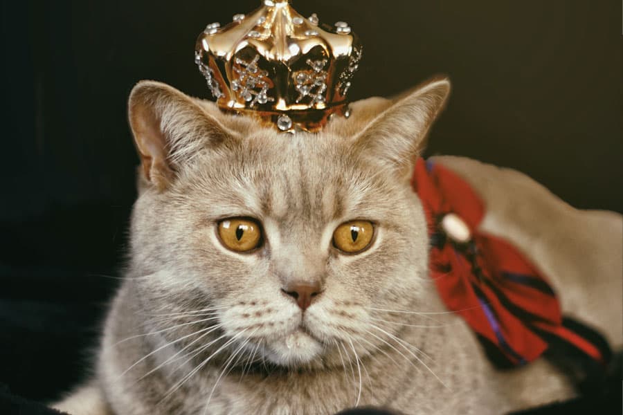cat with crown