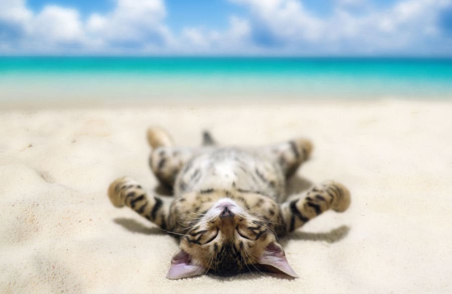 cat laying on its back on the beach