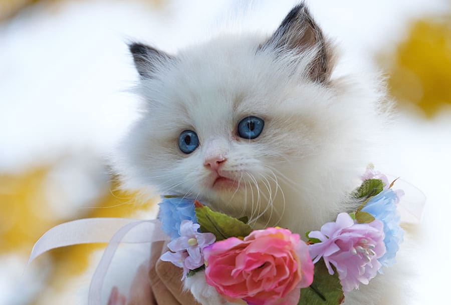 white and black cat with flowers around its neck