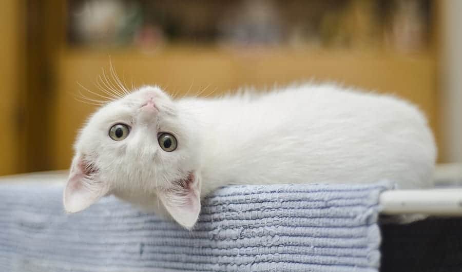 white cat - spanish cat names