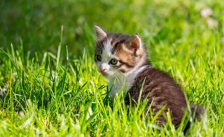 British Cat Names - kitten in grass