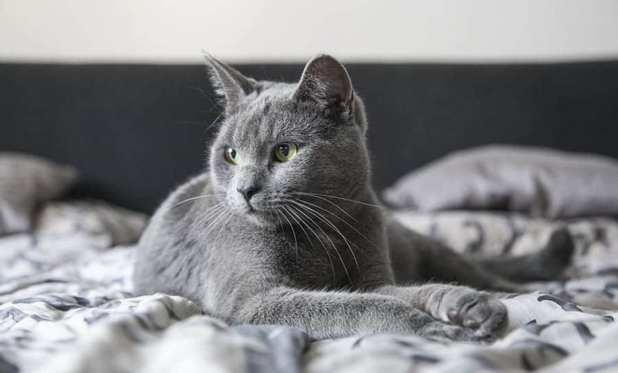 grey cat on bed