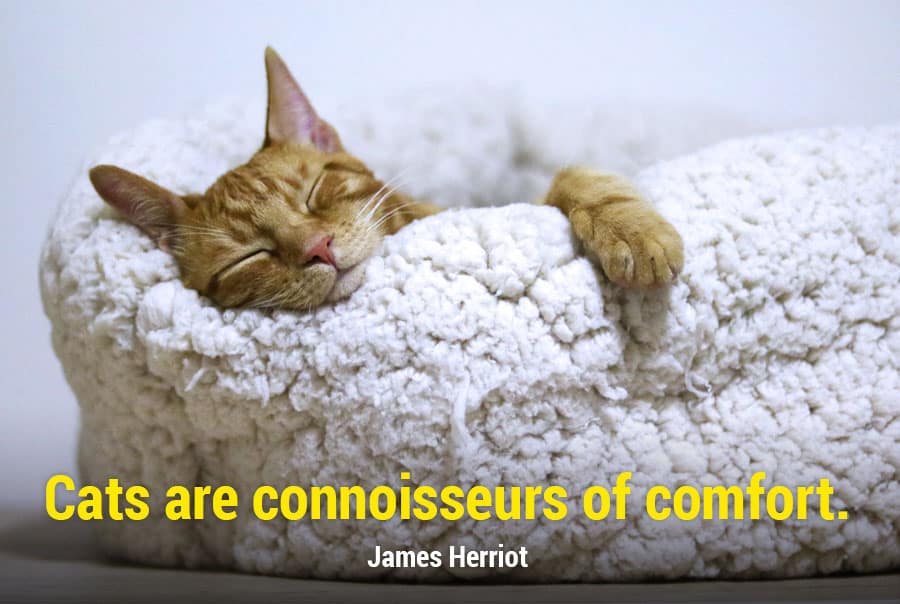 cat quotes - cats are connoisseurs of comfort - james herriot