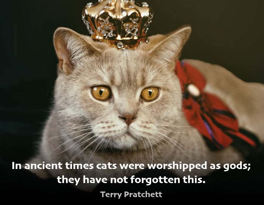 cat quote - in ancient times cats were worshipped as gods; they have not forgotten this - terry pratchett