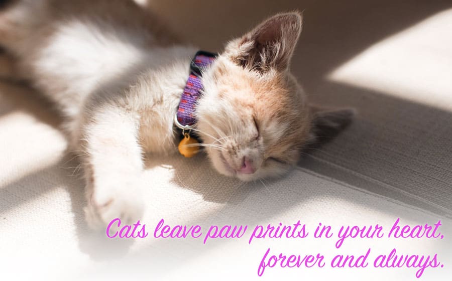 79+ Best Cat Quotes - Famous, Funny & Inspirational Quotes!