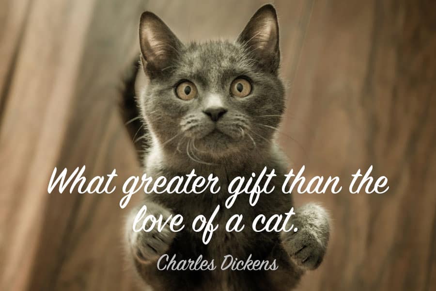 79+ Best Cat Quotes - Famous, Funny & Inspirational Quotes! 79+ Best Cat Quotes - Famous, Funny & Inspirational Quotes!