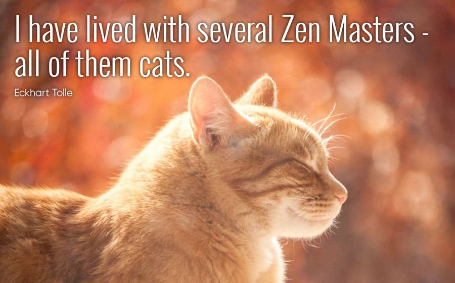 cat quotes - I have lived with several zen masters all of them cats - eckhart tolle