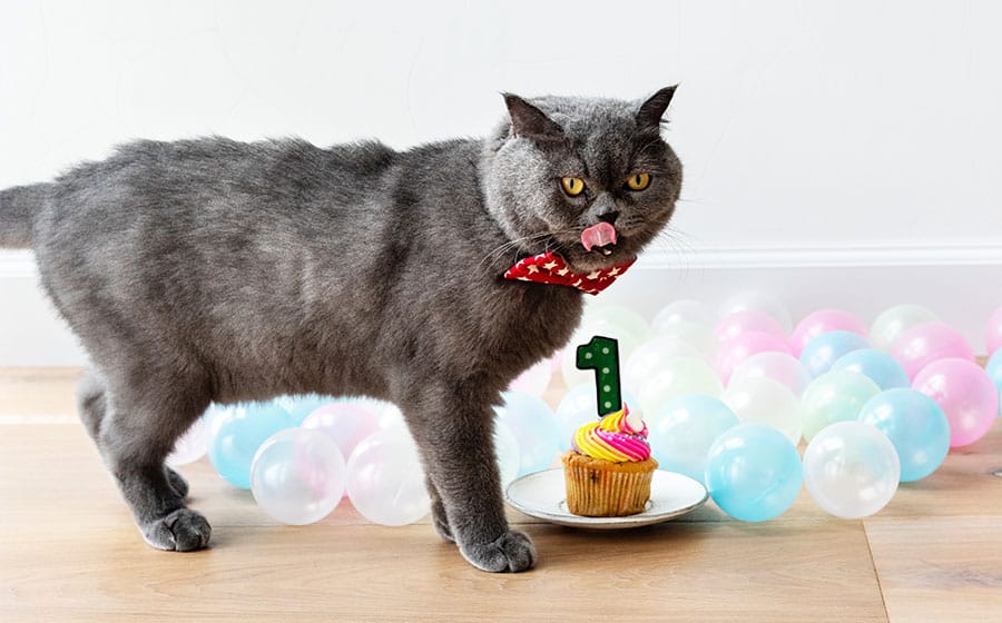 cat with birthday cupcake