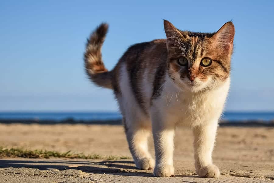 cat on beach