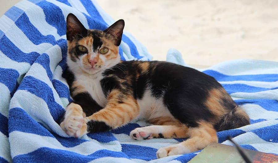 cat on beach towel