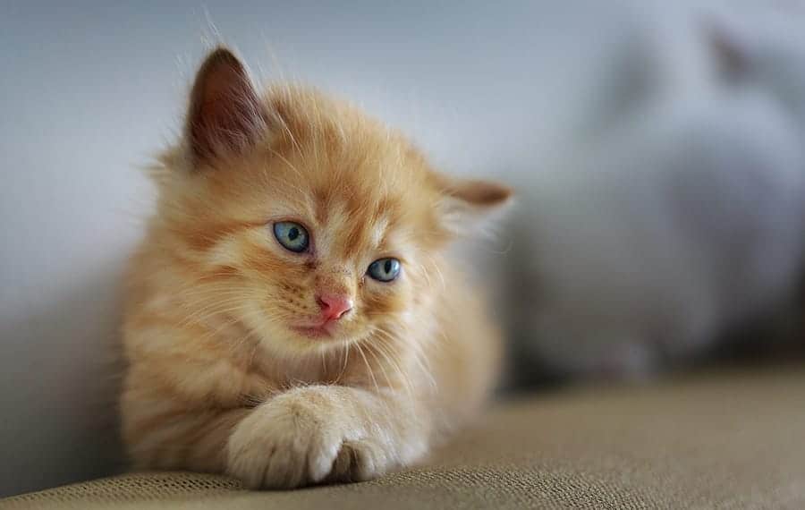 orange kitten