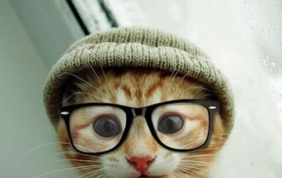 Cat with beanie and glasses