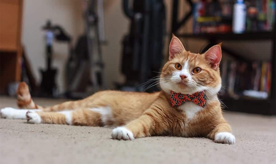 Cute cat with bowtie
