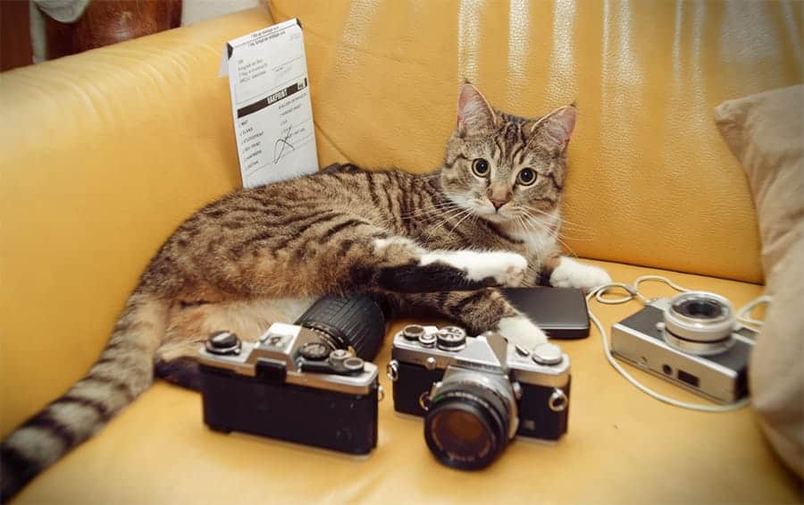 Cat with cameras