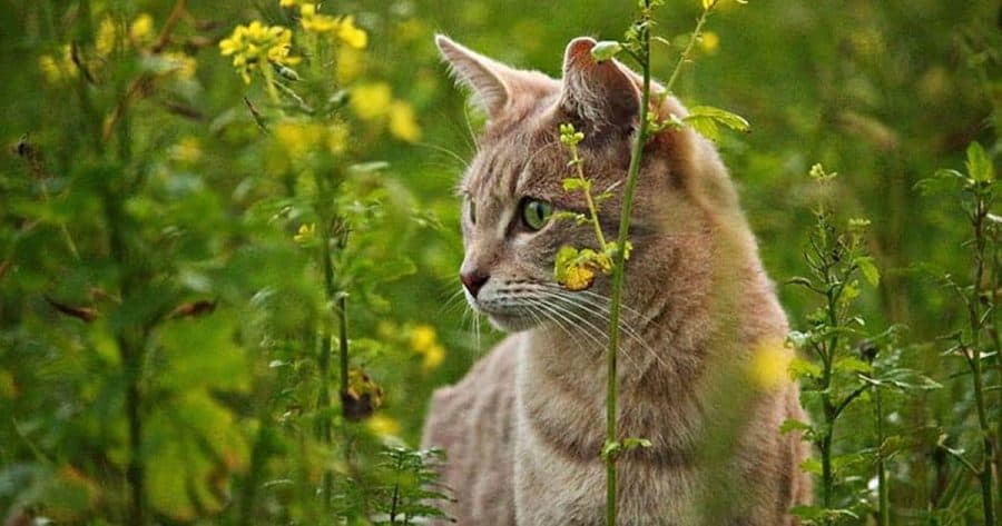 cat in a field of flowers