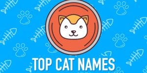 top cat names