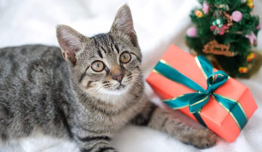 cat with present
