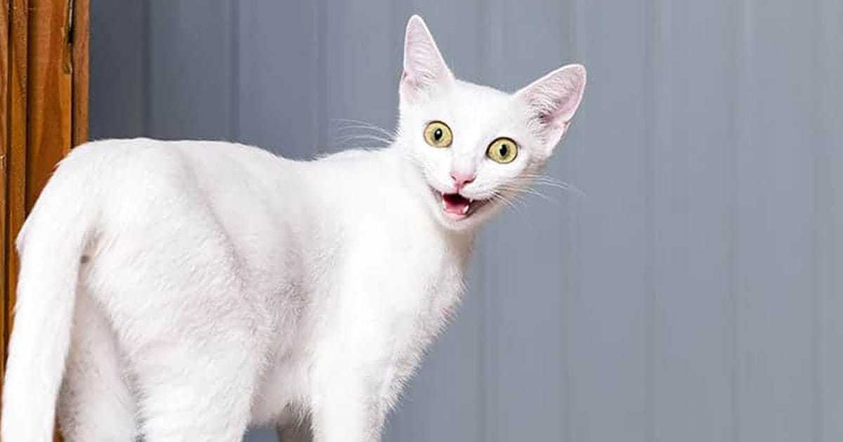 110+ Clever Cat Names You'll Love [Great Funny Ideas] - Find Cat Names
