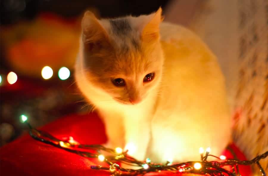 cat with Christmas lights