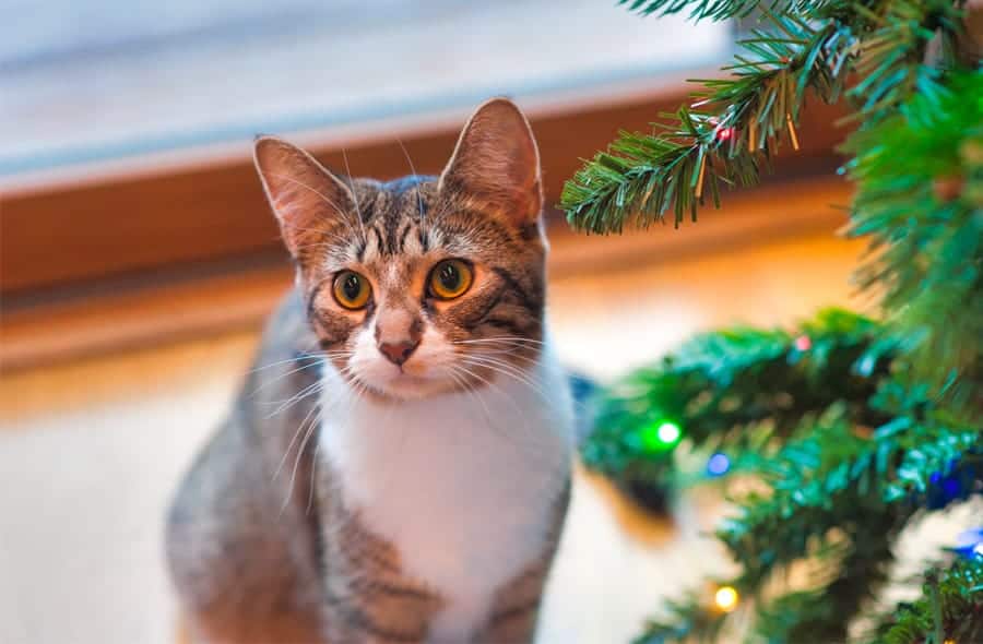 cat next to Christmas tree