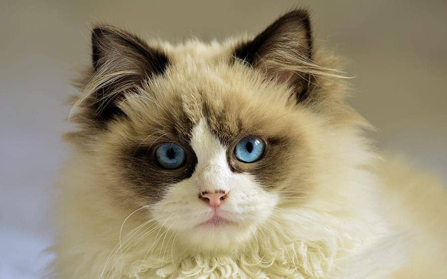 Blue eyed cat names