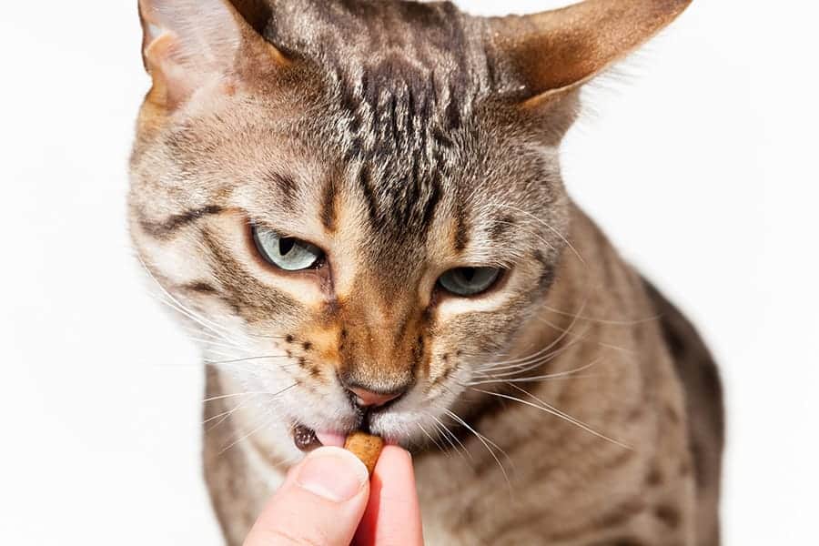 cat getting a treat