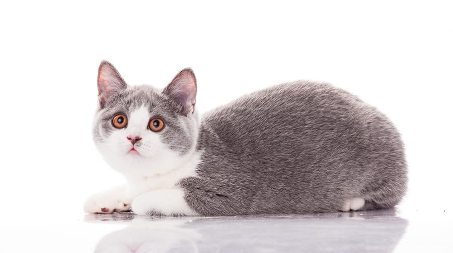 Cute white and grey cat