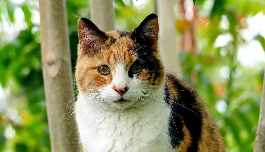 unique calico cat names - cat photo