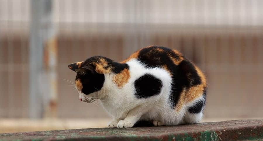 Patterned calico cat