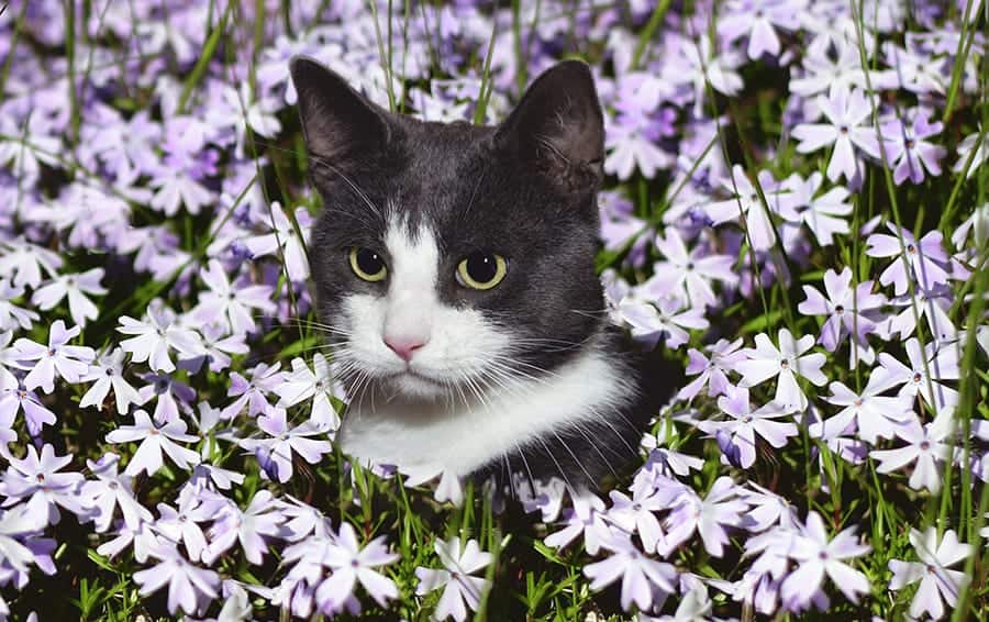 cat sitting in flowers
