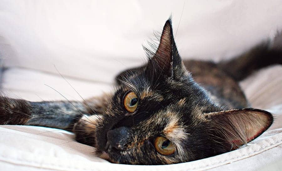 Tortoiseshell Cat Names – 100+ Perfect Ideas! - Find Cat Names