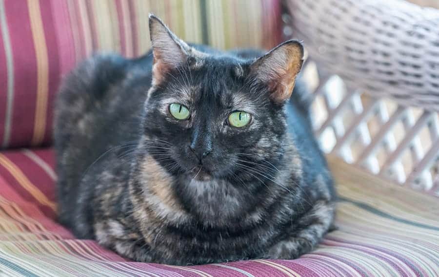 Tortoiseshell facts